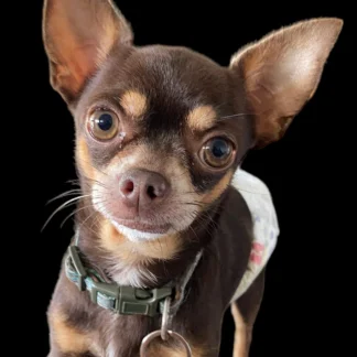 Animal Healing Tensor Rings small, medium & large pet Collar, EMF Protection for pets