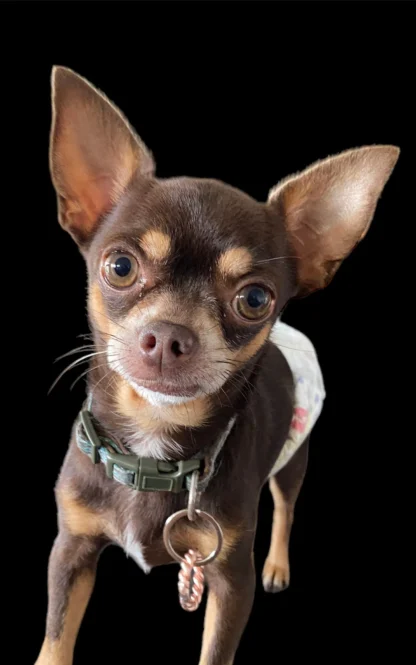Animal Healing Tensor Rings small, medium & large pet Collar, EMF Protection for pets